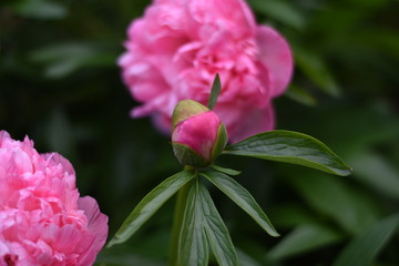 Pfingstrose (Paeonia) - Knospe und Blüte