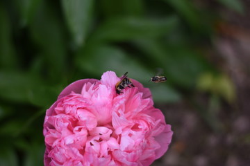 Pfingstrose (Paeonia) - Blüte mit Insekt