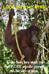 Look into eyes of the Borneo Orangutan  quote with Borneo Orangutan background swinging on the lianas wine tree.