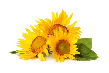 Foto op Canvas Beautiful sunflowers on white background © Pixel-Shot