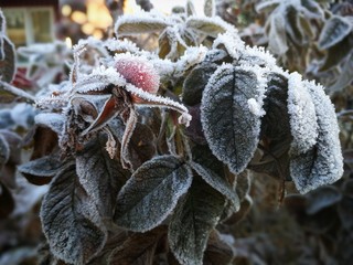 Texture of some leaves covered by snow and ice on a winter day