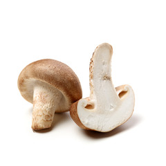 Shiitake mushroom on the White background 