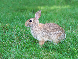close up on wild rabbit on the lawn
