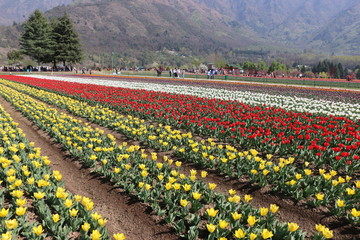 Tulip Garden