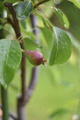 Kleine Birne - Birnenbaum (Pyrus) - Säulenobst