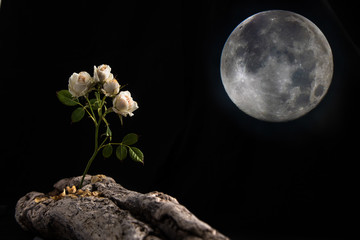 white rose flowers standing on beach wood leaning towards the moon. Abstract concept of Loneliness and Sorrow