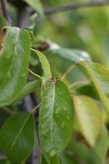 Insekt auf einem Blatt - Birnenbaum (Pyrus)