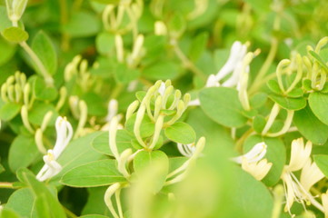 honeysuckle