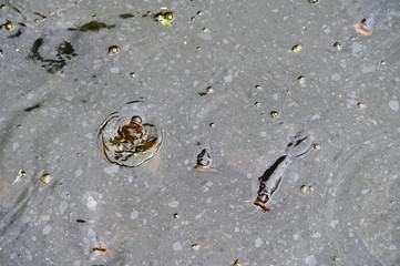 Several carp under the water in the pond.