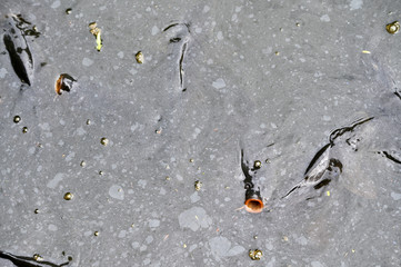 Several carp under the water in the pond.