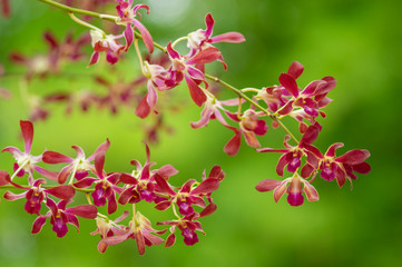 Orchid flower in garden.