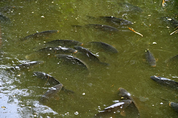 Several carp under the water in the pond.