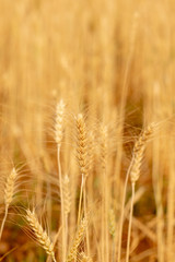 Wheat crop field. Ears of golden wheat close up. Ripening ears of wheat field background. Rich harvest Concept.