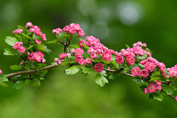 Pink ornamental hawthorn flowers outside on a branch.