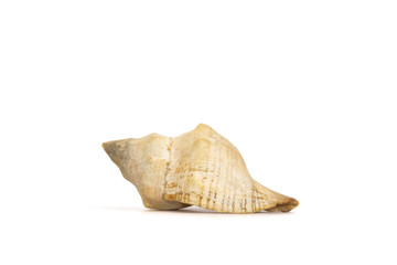 Sea shell isolated on white background