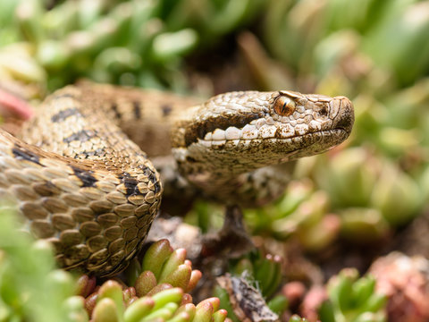 Close up of python snake