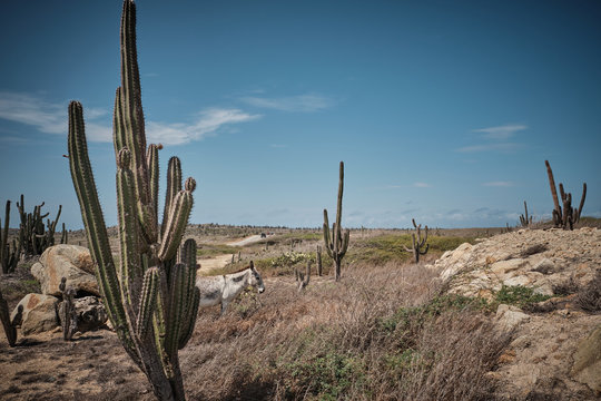 Large amazing cactus between stones and dry vegetation in lonely desert in bright day