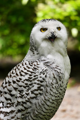 Female snowy owl with open beak.