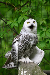 Female snowy owl with open beak.