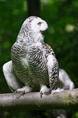 Female snowy owl with open beak.