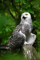Female snowy owl with open beak.
