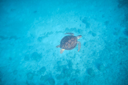 Water turtle swimming in blue depth in water