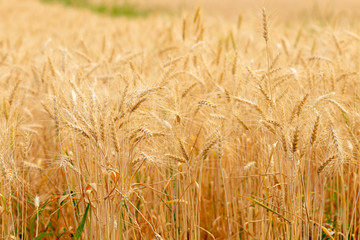 Wheat crop field. Ears of golden wheat close up. Ripening ears of wheat field background. Rich harvest Concept.