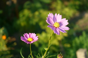 Obraz premium pink flower in a field