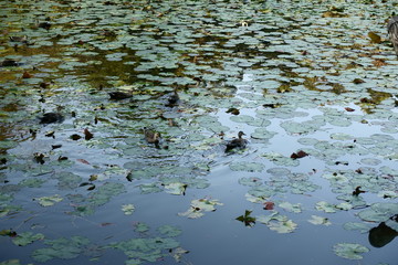 shoal of fish