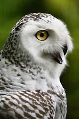 Detail of female snowy owl head.