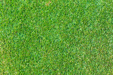 Fototapeta premium Background and texture of Beautiful green grass pattern from golf course