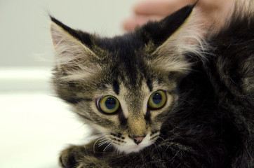 Portrait of a fluffy domestic kitten