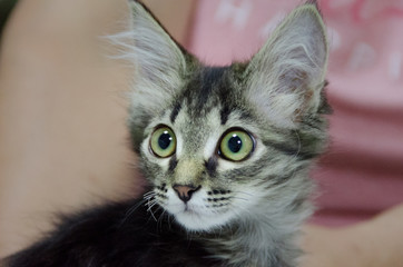 Portrait of a fluffy domestic kitten