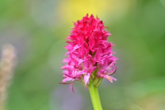 Nigritella rubra macro shot. Nigritella is a genus of flowering plants from the orchid family (Orchidaceae).