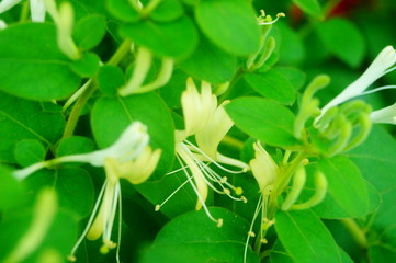 honeysuckle
