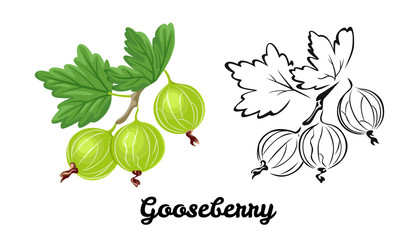 Gooseberry icon set isolated on white background. Color illustration of green ripe berry with a green leaf and black and white contour image. Vector outline and silhouette.