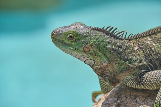 Closeup green iguana lying on rocky ground and water in nature