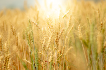 Wheat crop field. Ears of golden wheat close up. Ripening ears of wheat field background. Rich harvest Concept.