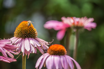 Blossoms of coneflowers (echinacea) in pink, yellow and orange