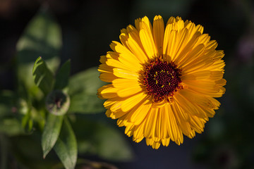 Blossoms of coneflowers (rudbeckia) in yellow and orange