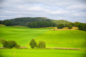 Fototapeta na wymiar Nice green meadow field on a summertime