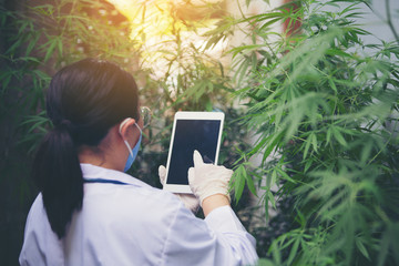 Female scientists are checking marijuana leaves for the disease.