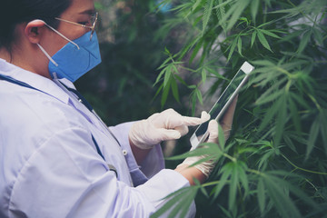 Female scientists are checking marijuana leaves for the disease.