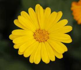 calendula flower on green grass background
