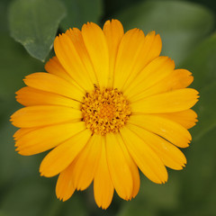 calendula flower on green grass background