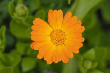 calendula flower on green grass background
