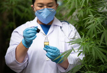 Scientist with gloves examining plants in a greenhouse The concept of alternative medicine, cbd oil, pharmaceutical industry