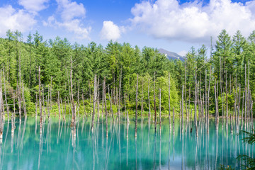 北海道の青い池