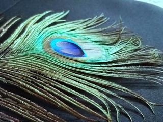 A beautiful peacock feather on a black background
