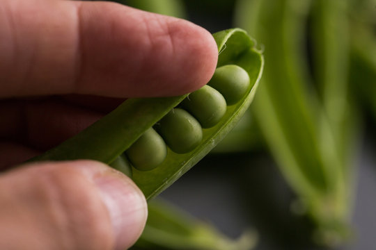 Fingers opening a pea pod